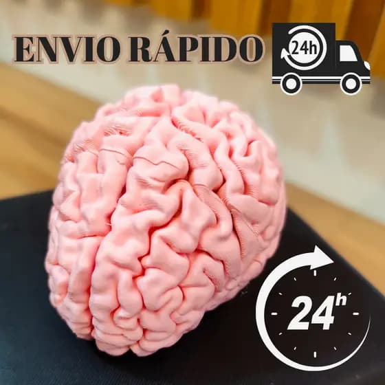 Cérebro Humano em 3D - Peça decorativa – Design Anatômico