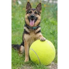 Bola Pet Gigante para Cães 24cm Tênis Brinquedo Cachorro