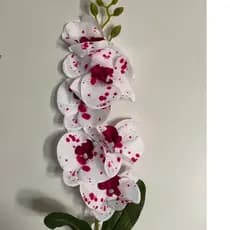 Orquídea 1 Haste com 6 Flores e 2 Folhas