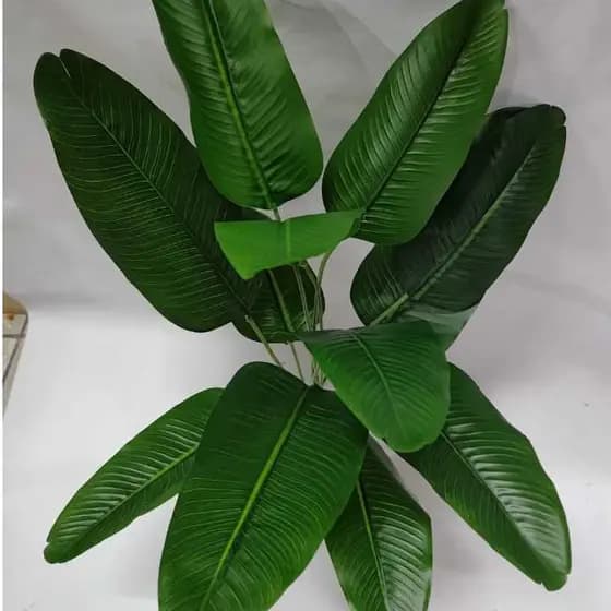 Bananeira Pequena com 12 Folhas