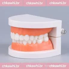 [Modelo De Dentes Padrão Demonstração Typodont Adulto Dentadura BR