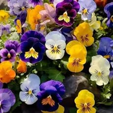 viva a natureza 100 Sementes de Amor-Perfeito – Jardim Vibrante