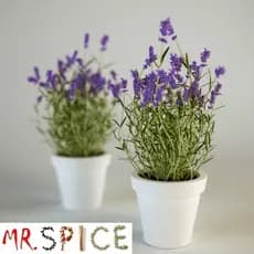 Lavanda Verdadeira Alfazema  Sementes Sadias Flor Para Sementes Sadias