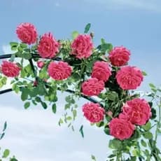 beleza natural RARA Cultivo simples 100 sementes de rosa trepadeira pink t6 ll Premium germina rápido
