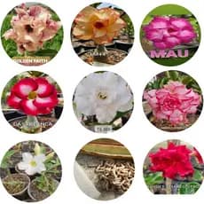 Sementes Rosa Deserto Dobradas Simples Tripla Mix Fresca