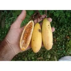 30 Sementes Maracujá Curuba MaracujaBanana ENVIO RÁPIDO!!!