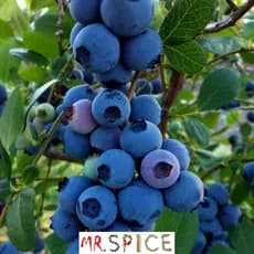 100 Sementes De Mirtilo Blueberry Qualidade Ideal P/ O Brasil
