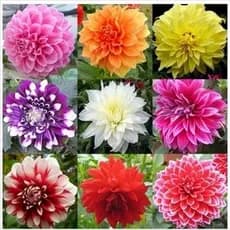 viva a natureza 100 Semente De Dália Flor Dahlia Para Jardim Ou s P/ Sementes