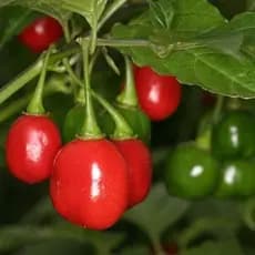 Alta germinação 100 Sementes De Pimenta Bode Vermelha Vasos Jardins Hortas