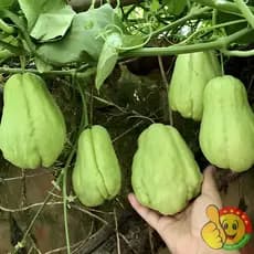 prazer de cultivar Sementes de Chayote de Alto Rendimento 50 100 Sementes para Plantio Sementes de Vegetais para Jardin
