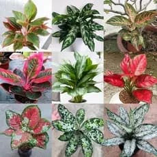 A Rara 100 sementes de marantas sortidas mix de especies com manual de cultivo pronta entrega AII