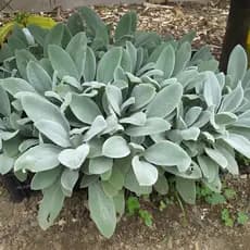 Rara 100 Sementes Peixinho De Horta Lambari De Folha Stachys Pan