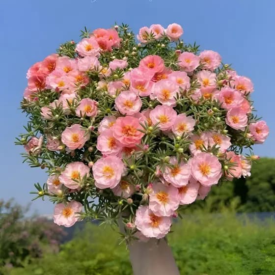 Sementes naturais Flores Das Onze Horas Sementes Perene E Perene Varanda crescimento garantido