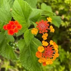 Sementes naturais Sementes De Lantana Trepadeira Flores Perenes crescimento garantido