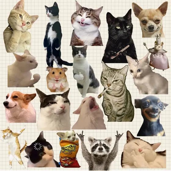 Kit Adesivos Engraçado Meme Gato Cachorro Animais À Prova D'Água para Garrafa Kindle Celular Notebook