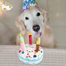 Brinquedos de bolo de aniversário para cães, brinquedos de pelúcia estridentes, exercícios interativos para animais de e