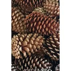 Pinhas Natural Decoração Natal e Páscoa  P/Calopsitas Kit 5 Unidades Pinha Natural