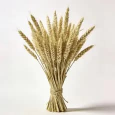 50 Trigos Secos Desidratados Decorativos Festas Casamento Aniversario 15 anos Envio Imediato