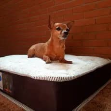 Cama para cachorro-caminha para cachorro sob medida - colchão para pet - 80x60x10cm