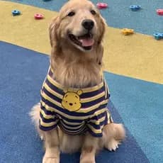 roupa cachorro grande respirável Golden Labrador Samoyed listrada manga curta fácil de vestir poliéster