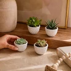 Kit 4 Vasinhos de Gessos Cestinhas para Plantas Suculentas Vaso Decorativo em Gesso para e Cactos