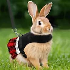 Coleira Para Animais De Estimação Xadrez Bonito Padrão Coelho Colete Vestido Trela Conjunto Ajustável Cinta Peito Pequen