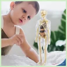 R Modelo Anatomia Esqueleto Transparente Órgãos Removíveis, Auxílio Para Ensino