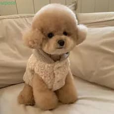 Casaco De Inverno Para Cachorro NIDOSE , Café Branco Verde Quente Roupas Com Chapéu , Colete De Pelúcia Design De Moda