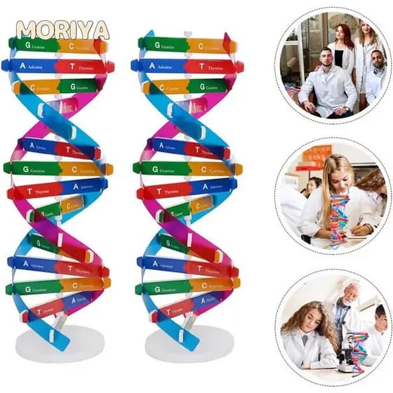 Kits De Ciência Biológica Toy Montessori Block Estrutura Do Modelo De DNA