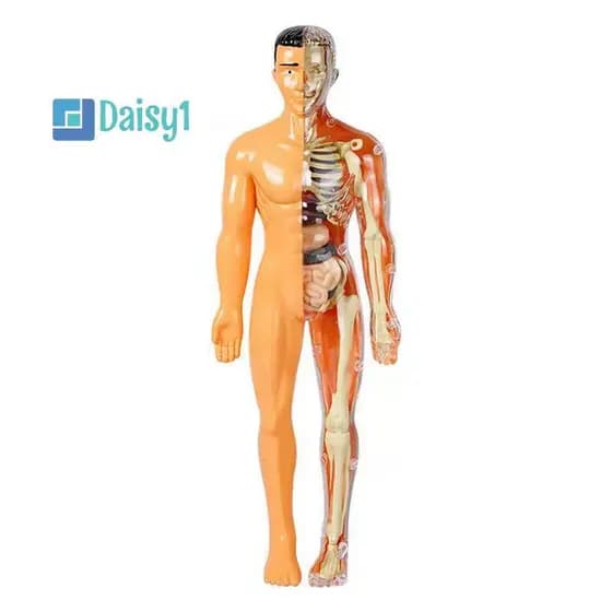 Mary1 3D Esqueleto Humano Órgão Anatomia Kit Modelo Científico Crianças Modelos De Educação Corporal Simulação Removível