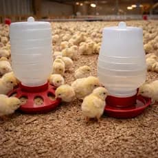 Comedouro Bebedouro Aves Pintinhos Codornas Automático Pendurável 1,5Kg E 2L