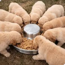 Comedouro Pote Vasilha Ninhada Alumínio Filhotes Cães Gatos Coelhos 3L