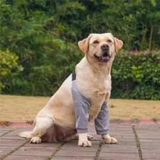 Protetor De Cotovelo De Cachorro ADAMES , Mangas Com Padrão De Desenho Animado , Joelheiras De Algodão Para Animais De E