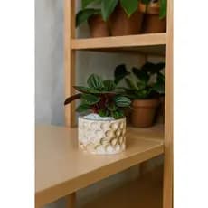 Kit 2, 4 E 8 Vasos Decorativos de Gesso Cachepô para Suculentas Plantas Pequenas Decoração Moderna Sala Mesa Escritório