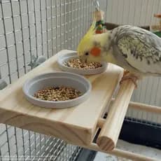 Comedouro Calopsita Ringneck Suporte Madeira Pote Plástico Cerâmica Individual Duplo com Fixação