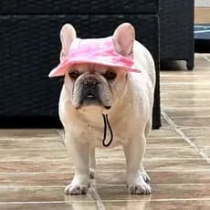 Chapéus de Cachorro Bulldog Francês com Furos para as Orelhas Chapéu de Cachorro Chapéu de Sol HPNT HWBE H2KF