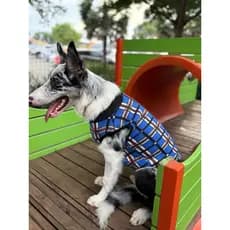 Blusa inverno Pet