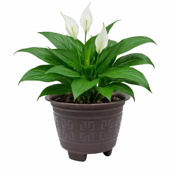 Kit 6 Vasos Redondos 5L Reforçados para Plantas, Jardim, Flores e Hortinha | Resistente e Durável