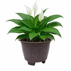 Kit 6 Vasos Redondos 5L Reforçados para Plantas, Jardim, Flores e Hortinha | Resistente e Durável