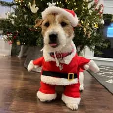 Roupas de Natal para Cães e Gatos, Fantasia de Papai Noel para o Ano Novo, Roupa de Cosplay para Filhotes, Traje Engraça