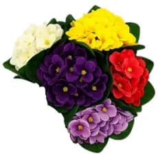 Buquê de Violeta Decorativo arranjos Plantas e Flores