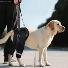 Suporte Para Perna Traseira De Cachorro SUNDANCE , Arnês Elevação De Cães Com Quadril E Pernas Pretas , Faixa Reflexiva