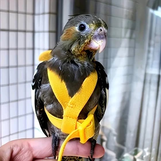 Acessórios Para Animais De Estimação Arnês Ajustável Papagaio E Trela De 6 Pés-Corda De Nylon Anti-Mordida , Tiras De Voadora Ao Ar Livre-Pequenos