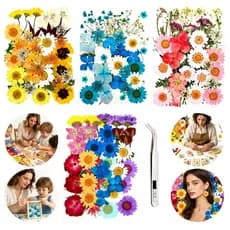144 Unidades Flores Secas Prensadas Resina Natural Joias Scrapbook Gravação Artesanato Faça Você Mesmo