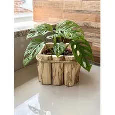 Kit Com 10 Cachepot Artesanal De Madeira Pau De Café Rústico Decorativo