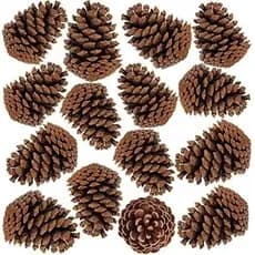 Kit 30 Pinha Natural 7-12 cm Artesanato Decoração Enfeite Natal Animais Roedores e Aves  + Brinde