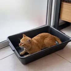 Caixa de Areia para Gato Grande - Caixa Areia Gato