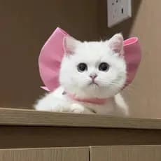 Mary Cat Gravata Borboleta Coleira Para Animais De Estimação Decoração Gatinhos Filhotes Bichon E Ragdoll Gatos