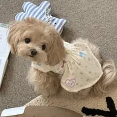 Vestido Floral Fofo Sem Mangas Para Cães Pequenos Gatos Primavera Verão Roupas Animais De Estimação Teddy Bichon Home We