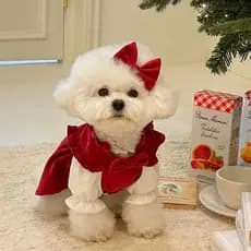 Vestido De Princesa Para Cachorro Pequeno E Médio , Roupas Animais De Estimação De Natal , Roupa Fofa Gato